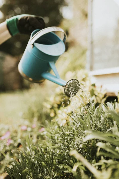 Vrouwelijke Tuinman Besproeiing Plant Tuin — Stockfoto