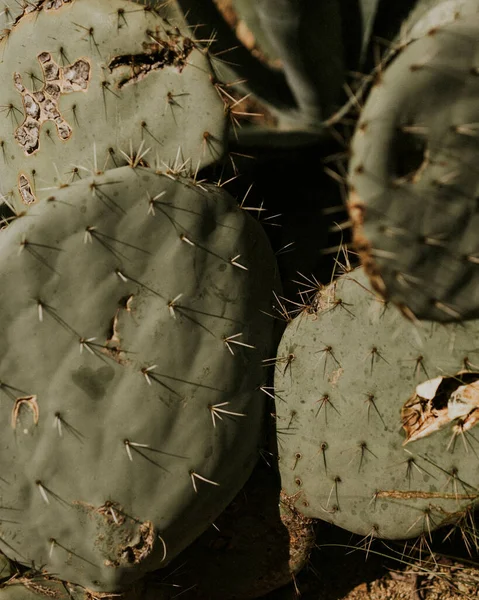 Prickly Pear Cactus Close — Stock Photo, Image