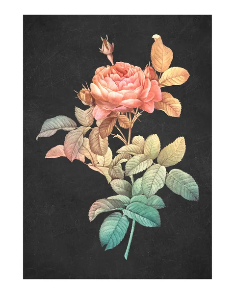 Rose Vintage Wall Art Print Poster Design Remix Original Artwork — Foto de Stock