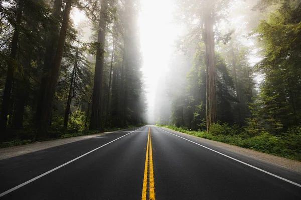 米国カリフォルニア州レッドウッド国立の森の風景ルート — ストック写真