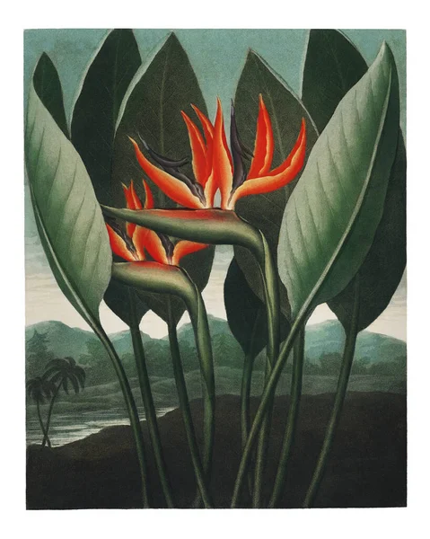 Ptak Raju Kwiaty Vintage Ilustracja Ściana Sztuka Druk Plakat Projekt — Zdjęcie stockowe