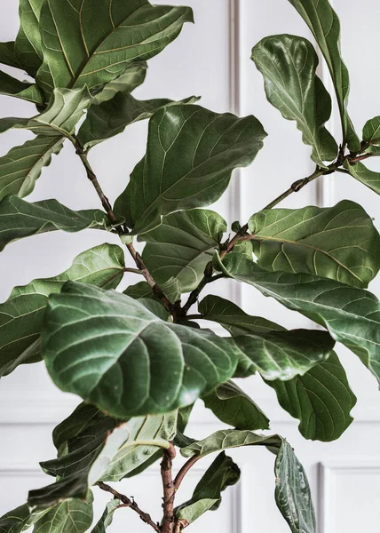 Fiddle leaf fig plant