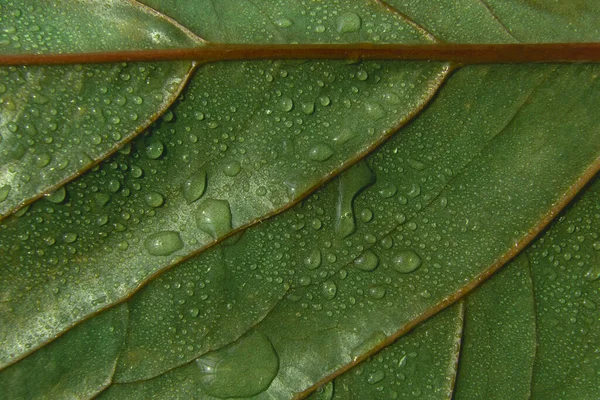 Fondo Texturizado Hoja Verde Con Gotitas Agua — Foto de Stock