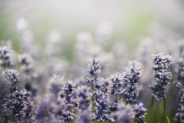 Spring Background Beautiful Purple Wildflower — Stock Photo, Image