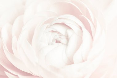 Beyaz ranunculus çiçek makro fotoğrafçılığı