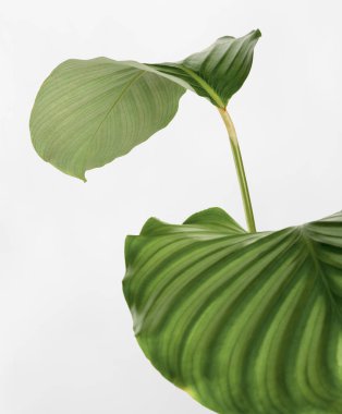 Calathea Orbifolia yaprakları kapalı beyaz bir arkaplan üzerinde izole