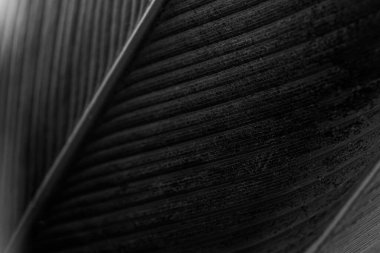 Siyah kalathea lutea yaprağı desenli arkaplan