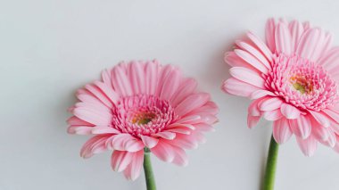 Açık pembe Gerbera papatya çiçekleri gri arkaplanda