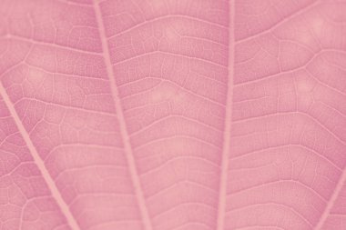 Karpuz pembe yaprak desenli arkaplan