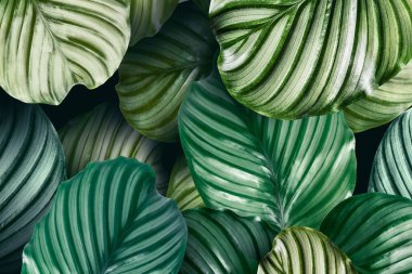 Yeşil doğal Calathea Orbifolia yaprakları
