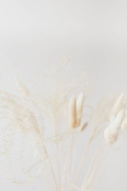 Hafif arka planda kurumuş tavşan kuyruğu çimeni