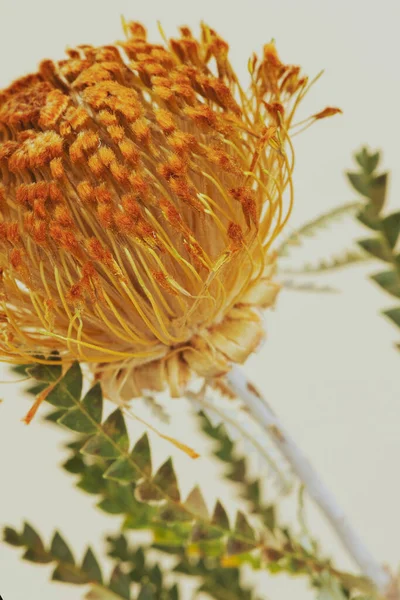 Orange Pincushion Protea Flower — Stock Photo, Image