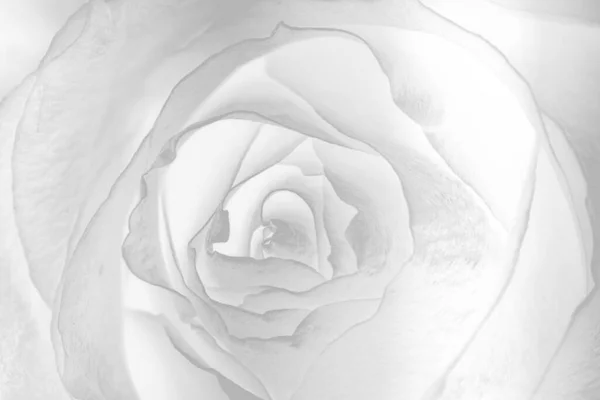 Αφηρημένη Ασημί Λουλούδι Φόντο Σχεδιασμό — Φωτογραφία Αρχείου