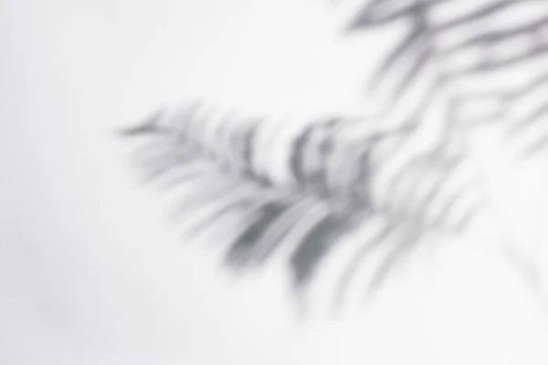 Fern Leaves Shadow White Background — Stock Photo, Image