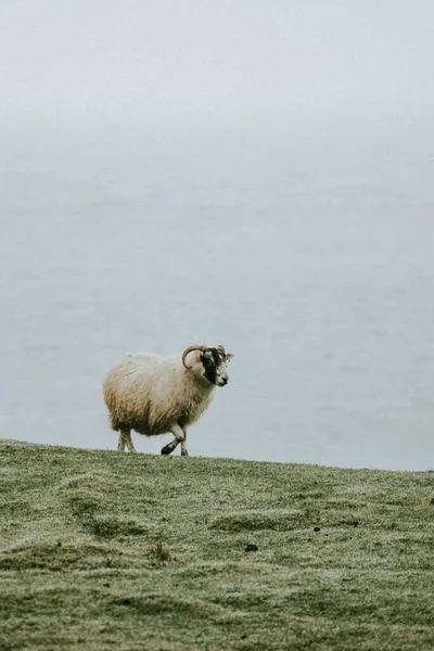 Pecora Blackface Scozzese Talisker Bay Sull Isola Skye Scozia — Foto Stock