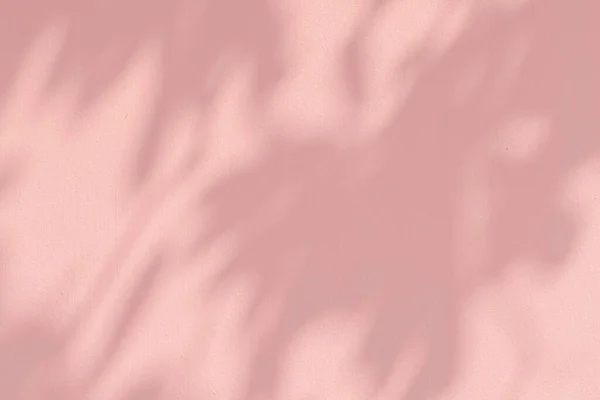 Тінь Листя Рожевій Стіні — стокове фото