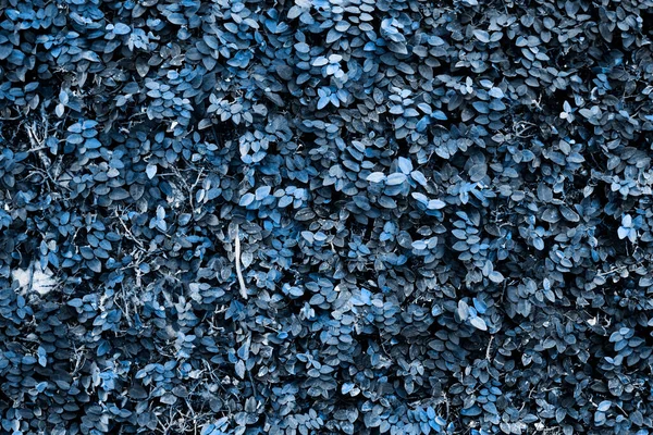 Μπλε Φύλλα Μοτίβο Ρυθμό Κειμένου Φόντου — Φωτογραφία Αρχείου