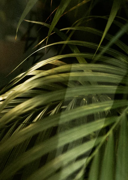 Tropikalny Liść Palmy Bliska — Zdjęcie stockowe