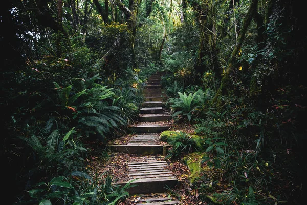 Caminho Uma Selva Tropical — Fotografia de Stock