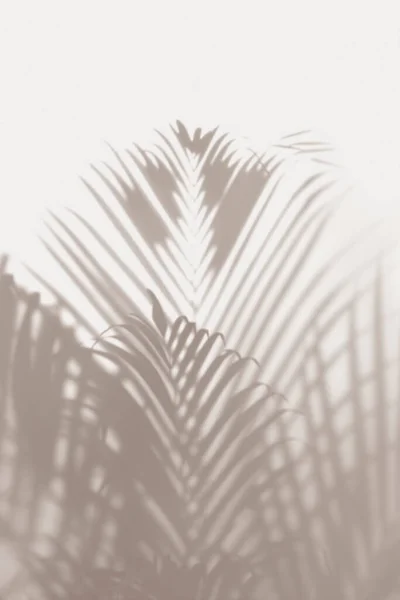 Blurred Green Palm Leaves White Background — Stock Photo, Image