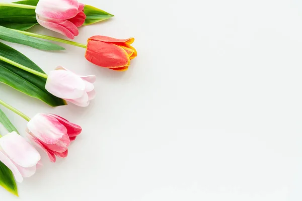 Rosa Och Orange Tulpaner Tom Vit Bakgrund Mall — Stockfoto