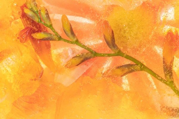 Πορτοκαλί Φυσικό Κλαδί Της Φορσύθια Λουλούδια Φόντο — Φωτογραφία Αρχείου