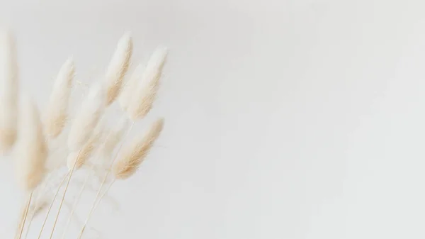 Dried Bunny Tail Grass Light Background — Stock Photo, Image