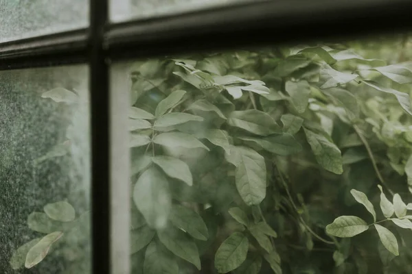 Pencere Boşluğundan Bir Bahçe Manzarası — Stok fotoğraf