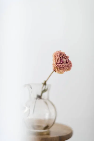Suchy Kwiat Piwonii Szklanym Dzbanku Drewnianym Stołku Białym Pokoju — Zdjęcie stockowe