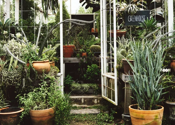 Greenhouse Various Plants — Stock Photo, Image