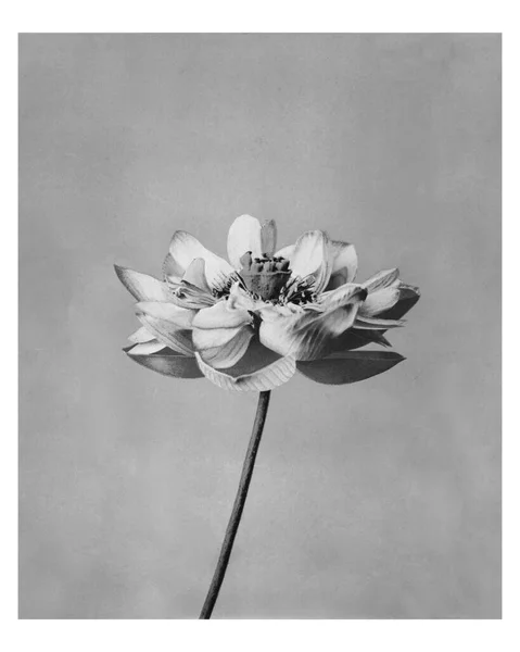 Monochrome Lotus Flower Artwork Vintage Wall Art Print Poster Design — Stock Photo, Image