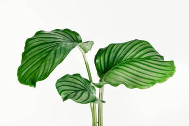 Calathea Orbifolia yaprakları arka planda izole