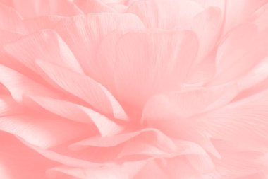 Pembe ranunculus çiçek makro fotoğrafçılığı