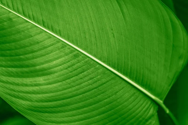 Calathea Lutea Leaf Macro — 스톡 사진