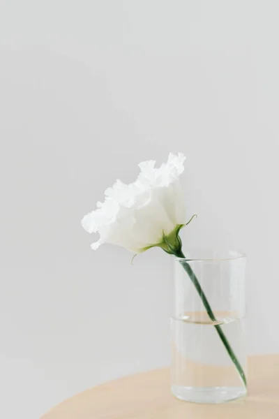 White Carnation Glass Light Gray Background — Stock Photo, Image