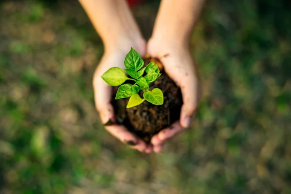 Hand Halten Für Die Wachsende Natur — Stockfoto