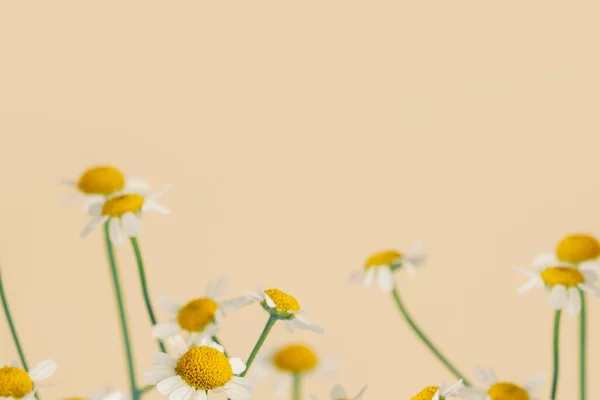 Flores Margarita Sobre Fondo Beige — Foto de Stock