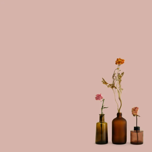 Сушеные Цветы Коричневых Стеклянных Вазах Розовом Фоне — стоковое фото