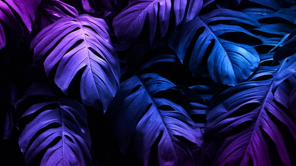 Neon Trópusi Monstera Levél Banner — Stock Fotó