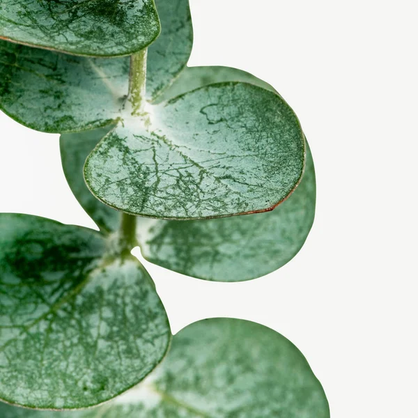 Feuilles Rondes Eucalyptus Sur Fond Blanc — Photo