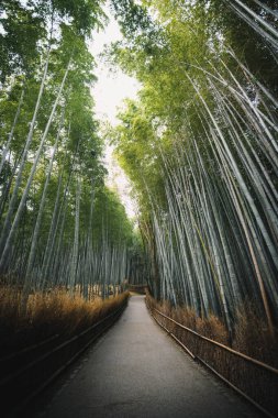 Japonya, Arashiyama 'daki Bambu Ormanı