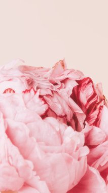 Su damlalı pembe şakayık çiçeği pastel bir model.