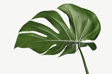 Beyaz arka planda Monstera delicosa bitkisi yaprağı