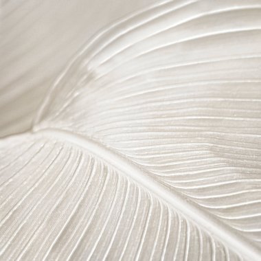 Cennet yapraklarının kremalı kuşu arka plan tasarım kaynağı 