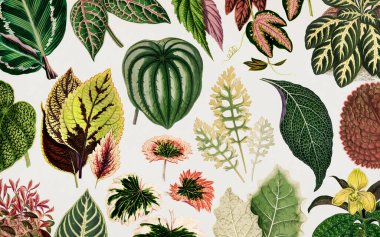 Shirley Hibberd & rsquo; 's (1825-1890) için Benjamin Fawcett (1808-1893) tarafından oyulmuş süs yaprakları koleksiyonu..