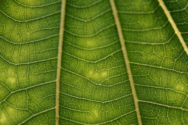 Line art pattern on dark green dwarf white leaf texture macro photography clipart