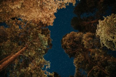 Yosemite Ulusal Parkı, ABD 'deki ağaçların gece manzarası