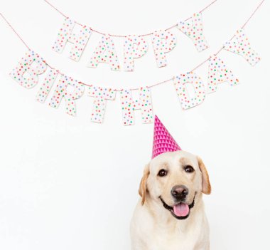 Bir Doğum günü partisinde parti şapkası ile şirin Labrador geri almak