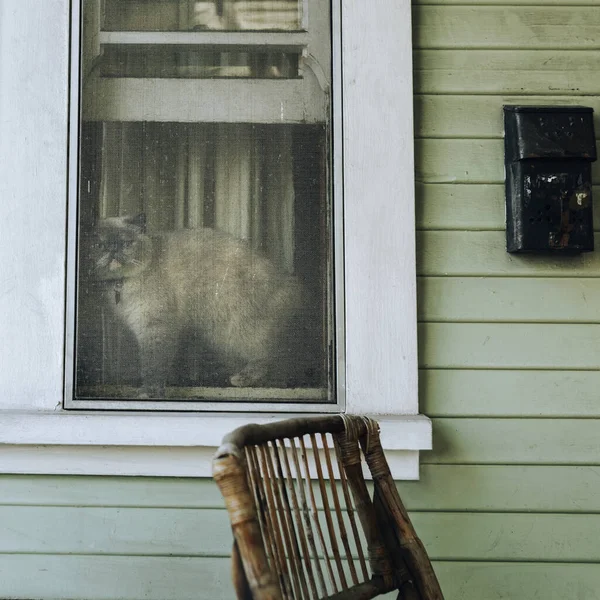 Кошка Охлаждается Подоконнике Время Блокировки Коронавируса — стоковое фото