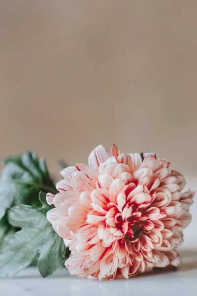 Chrysanthème Pip Saumon Sur Une Table Blanche — Photo